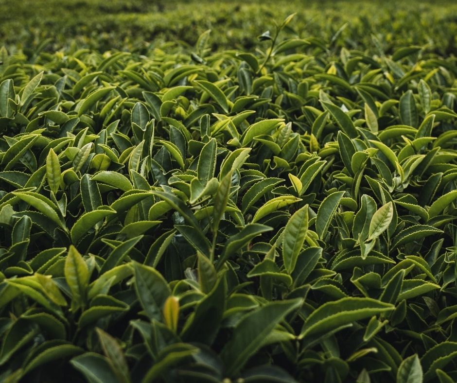 Tea